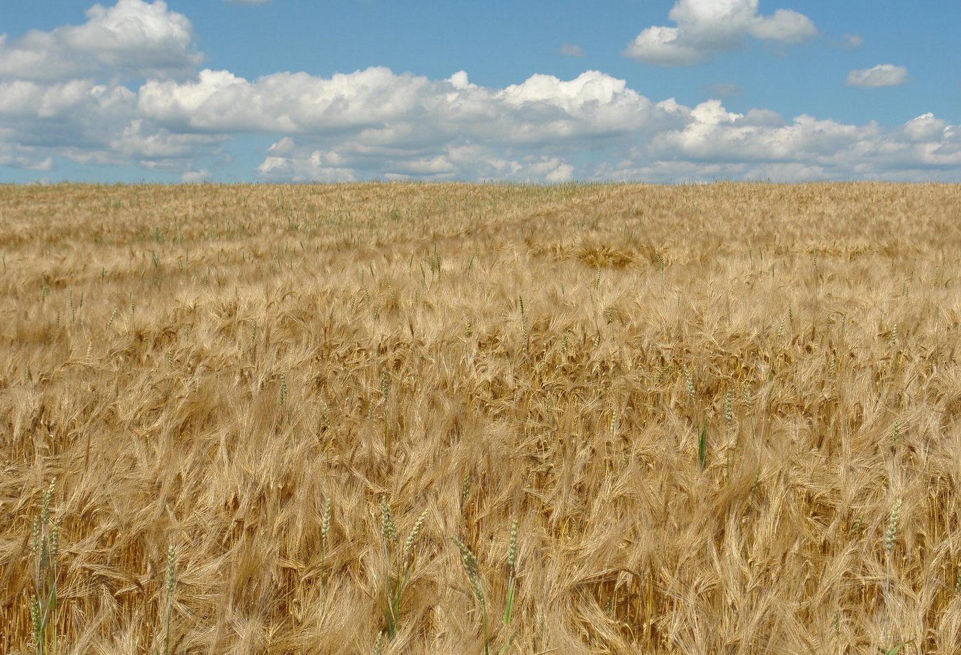 Swiss Granum rechnet mit einer besseren Gerstenernte als im Vorjahr. (Bild BauZ)