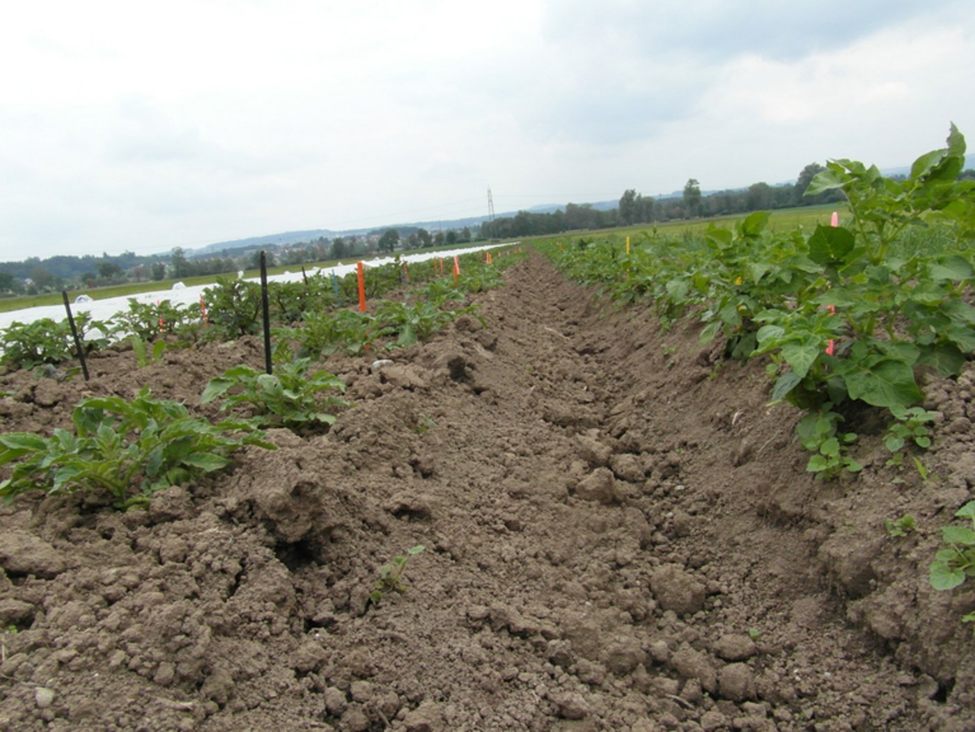 Ungiftig und rückstandsfrei: Homöopathie hat viele Vorteile. (Bild zVg)