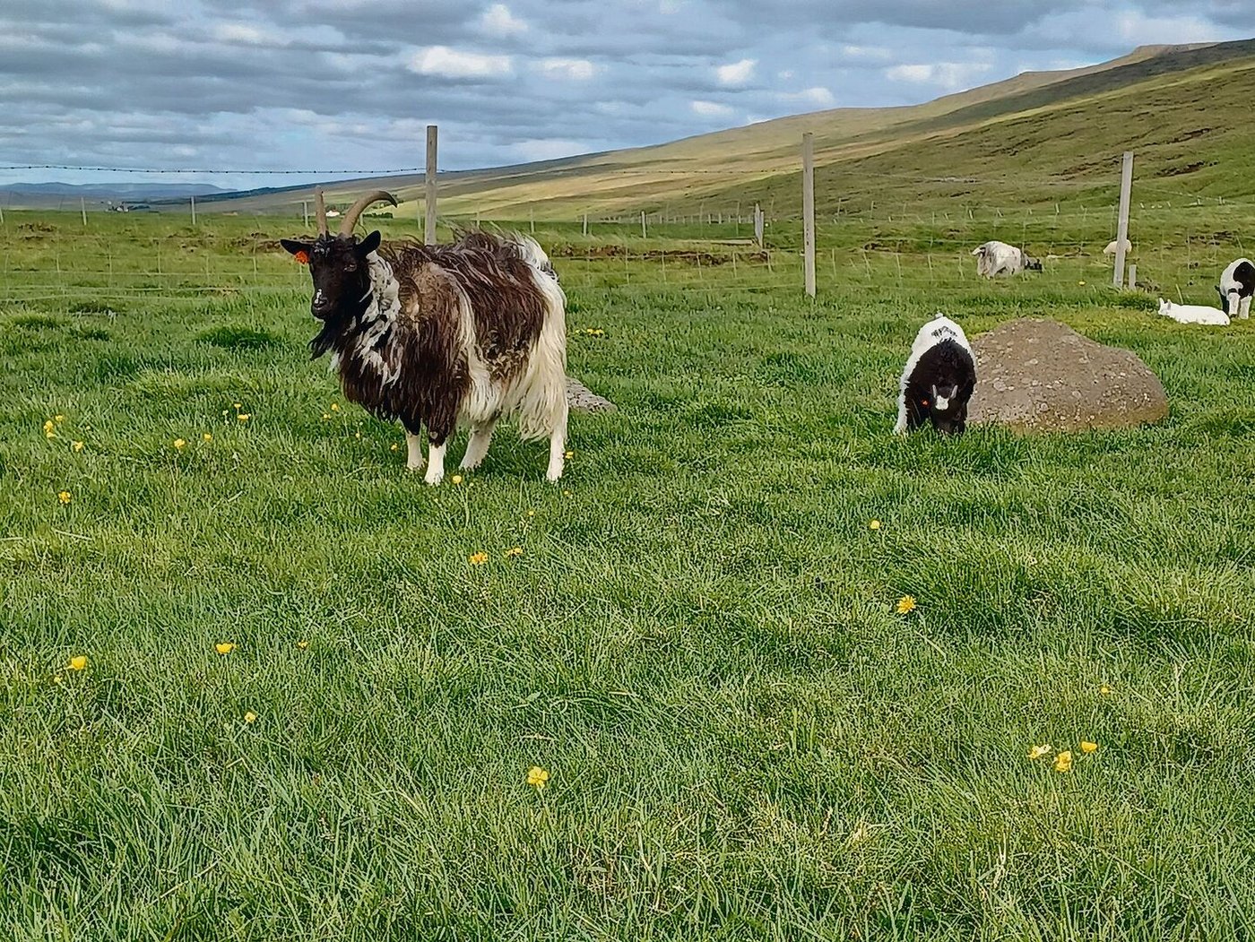 Die Islandziege war gegen Ende des 19. Jahrhunderts vom Aussterben bedroht. Heute engagiert sich unter anderen Jóhanna B. Þorvaldsdóttir für den Erhalt der Rasse.