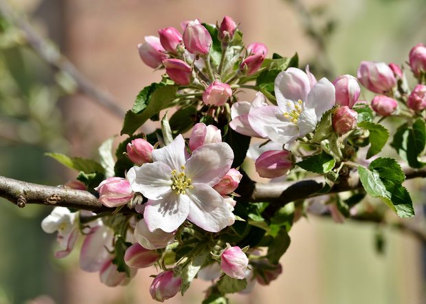 Vergleichsweise früh im April blühten dieses Jahr die Obstbäume. Vereinzelte Frostnächte haben bisher keine grossen Schäden angerichtet. (Bild Pixabay)