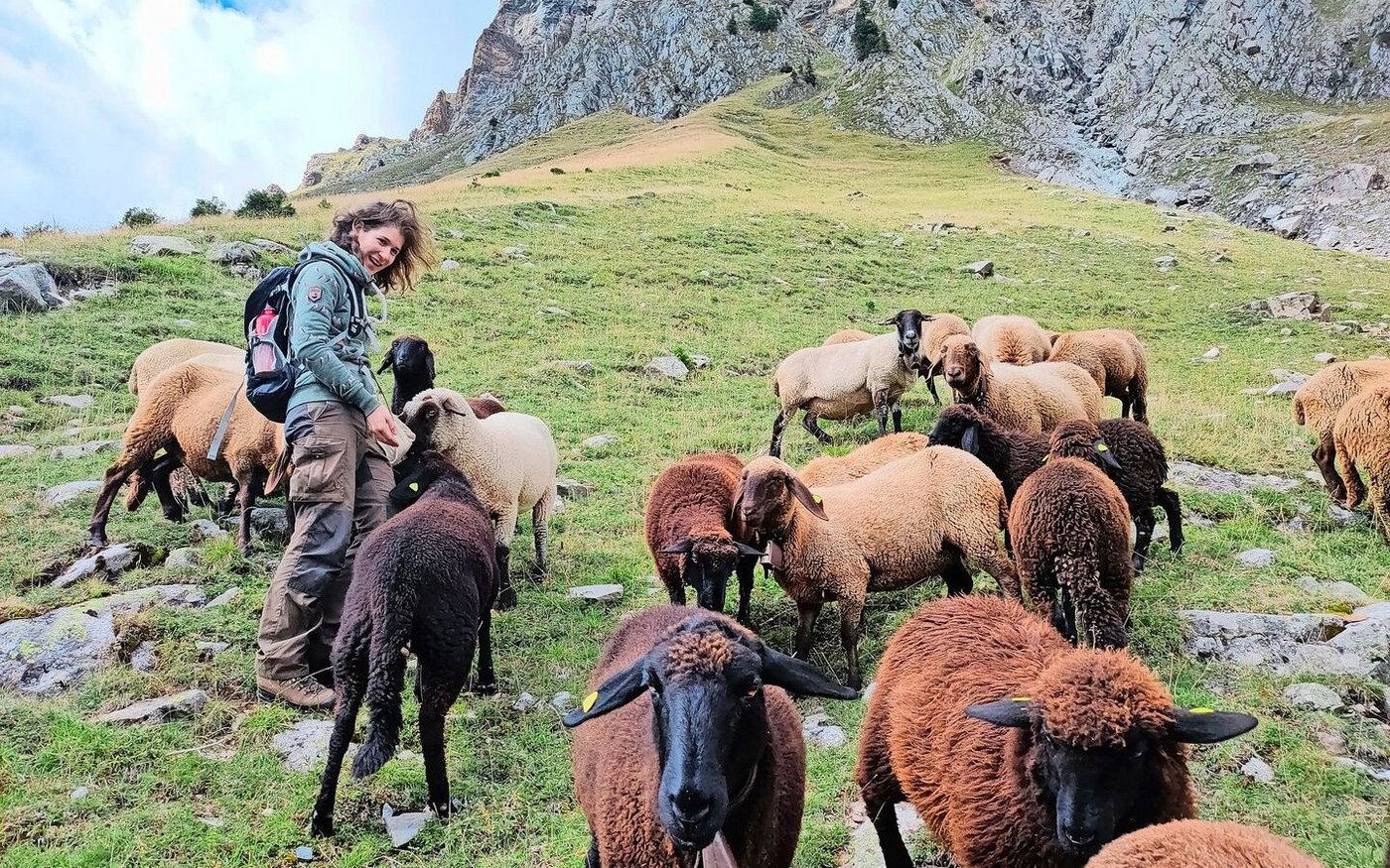 Agroscope-Forscherin Caren Pauler hat mit verschiedenen Tieren gearbeitet und festgestellt, dass Engadiner Schafe am besten geeignet sind, um offene Weiden nach der Verbuschung wiederherzustellen.