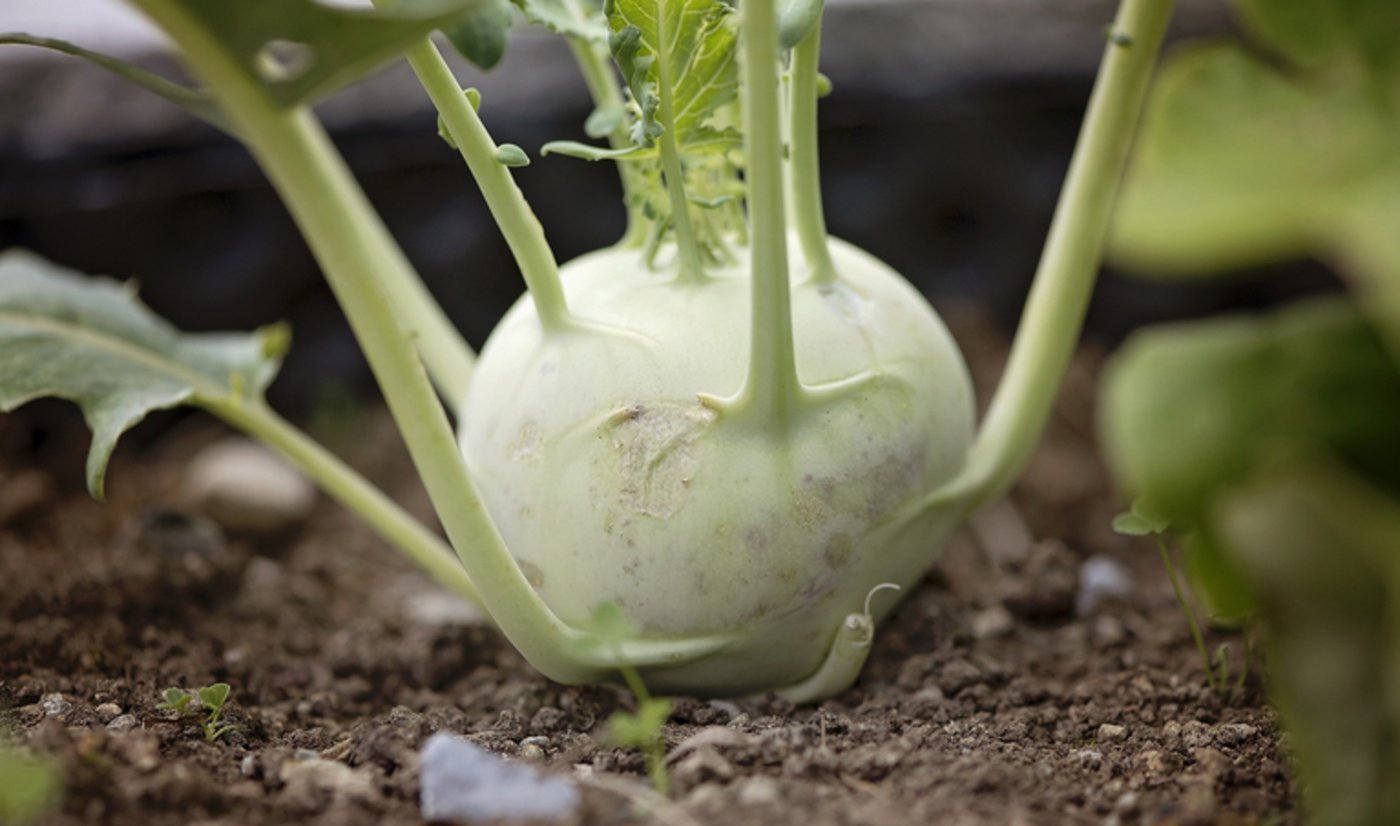 Kohlrabi enthält die Vitamine A, B, C und E, zudem die Mineralstoffe Kalzium, Kalium und Magnesium. (Bild pd)