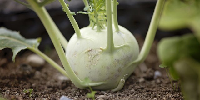Kohlrabi enthält die Vitamine A, B, C und E, zudem die Mineralstoffe Kalzium, Kalium und Magnesium. (Bild pd)