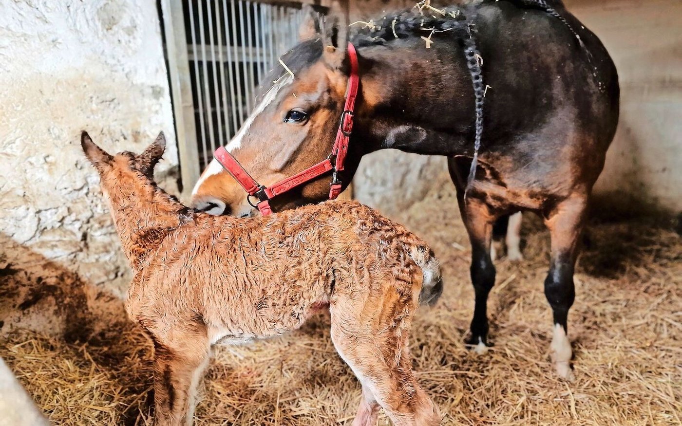Eine Geburt verläuft dann optimal, wenn das Fohlen innert 15 bis 45 Minuten aufzustehen versucht.  