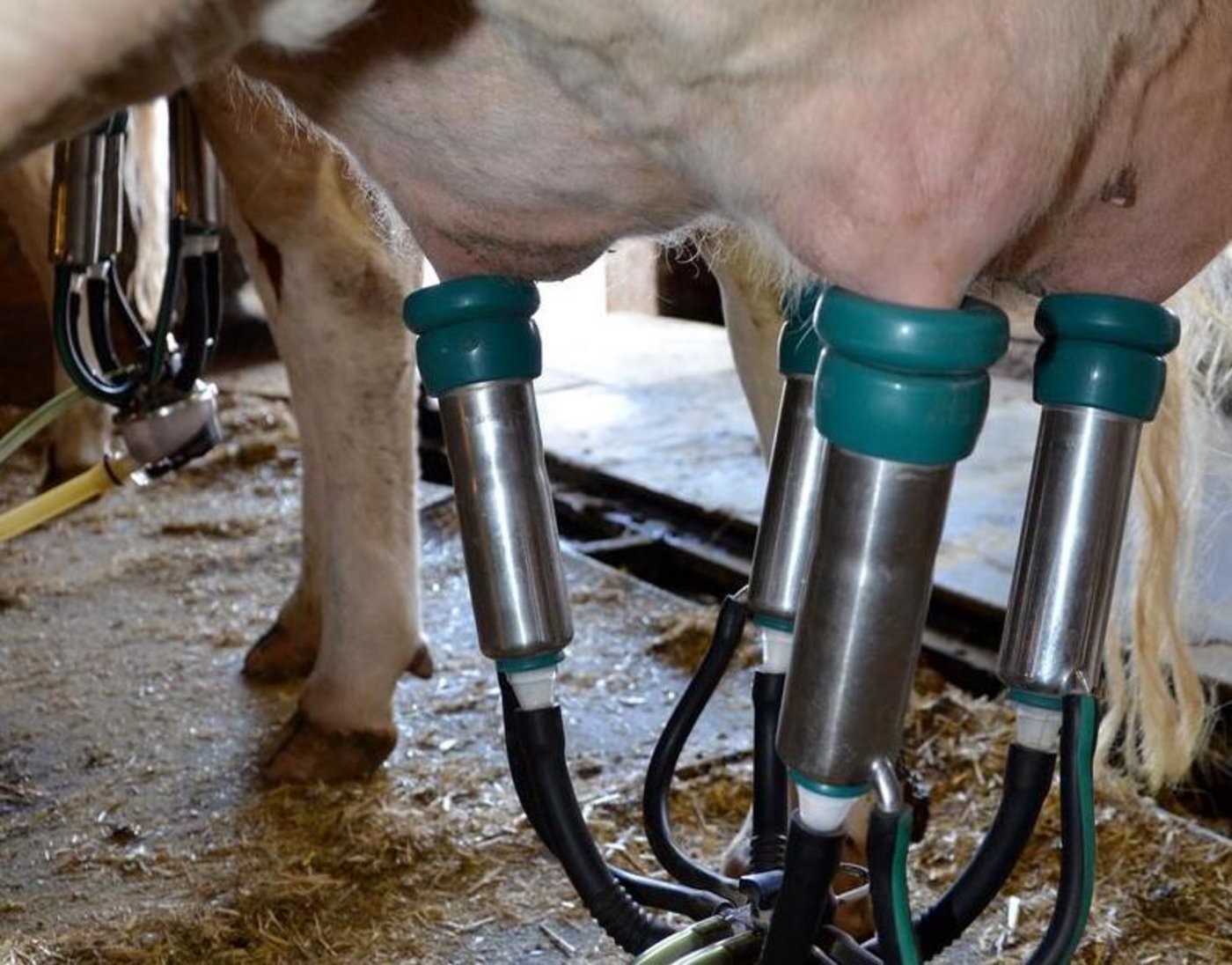 Die Anmeldefrist für den 6. Schweizer Melkwettbewerb läuft bis zum 15.Juli. (Bild BauZ)