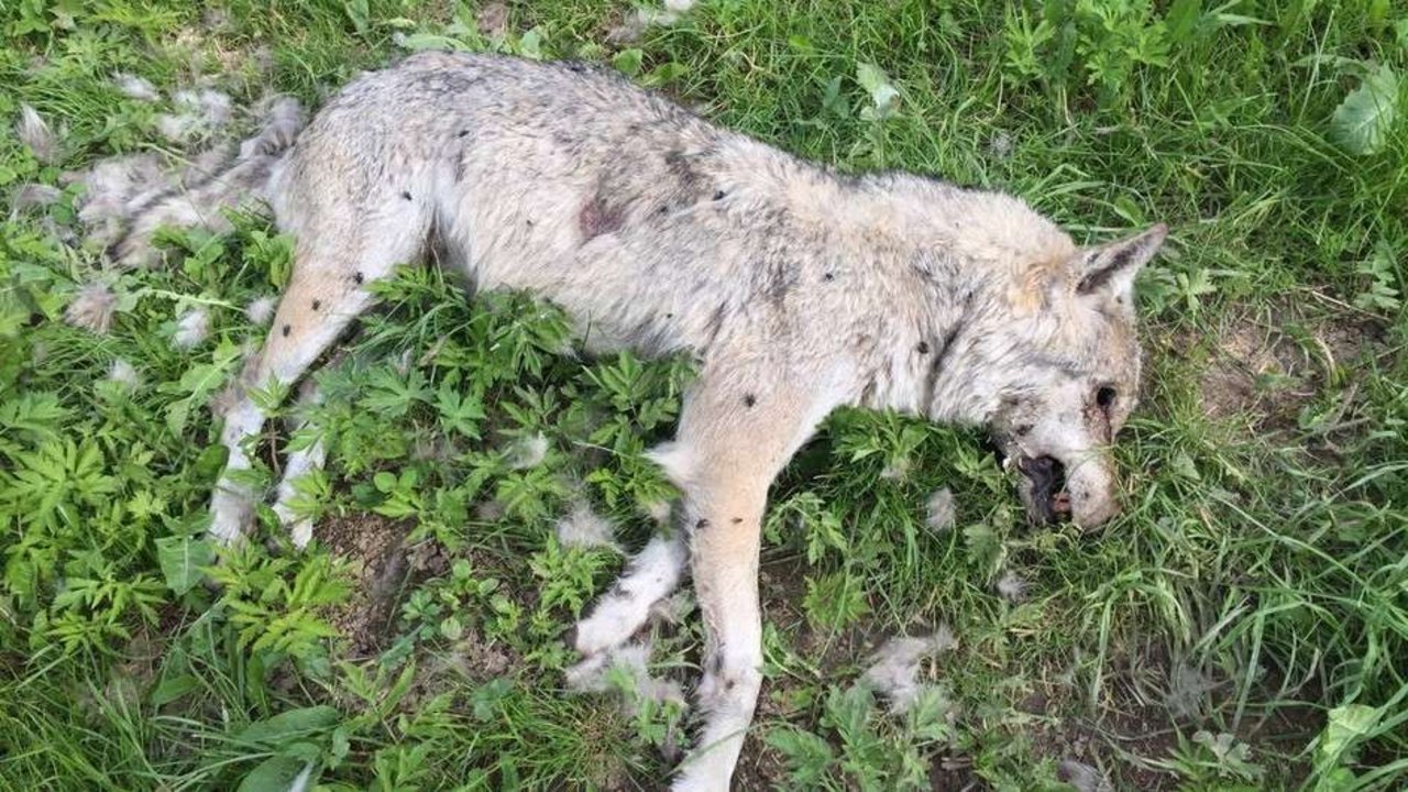 Die tote Wölfin von Jaun: Das Tier wurde vergiftet. (Bild Kanton Freiburg)