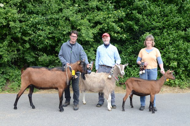 Die Siegertiere (v. l. n. r.): Mister Aargau Urban von Dominik Holzherr, Miss Aargau Kathrin von Heinrich Zimmermann und Miss Schöneuter Alma von Brigitte Holderegger. (Bild Ilona Kühner)