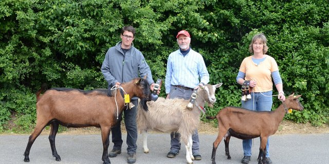 Die Siegertiere (v. l. n. r.): Mister Aargau Urban von Dominik Holzherr, Miss Aargau Kathrin von Heinrich Zimmermann und Miss Schöneuter Alma von Brigitte Holderegger. (Bild Ilona Kühner)