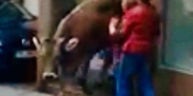 Da hat sie schon genug geshen: Die Kuh verlässt die UBS-Filiale wieder. (Bild Appenzell24.ch)