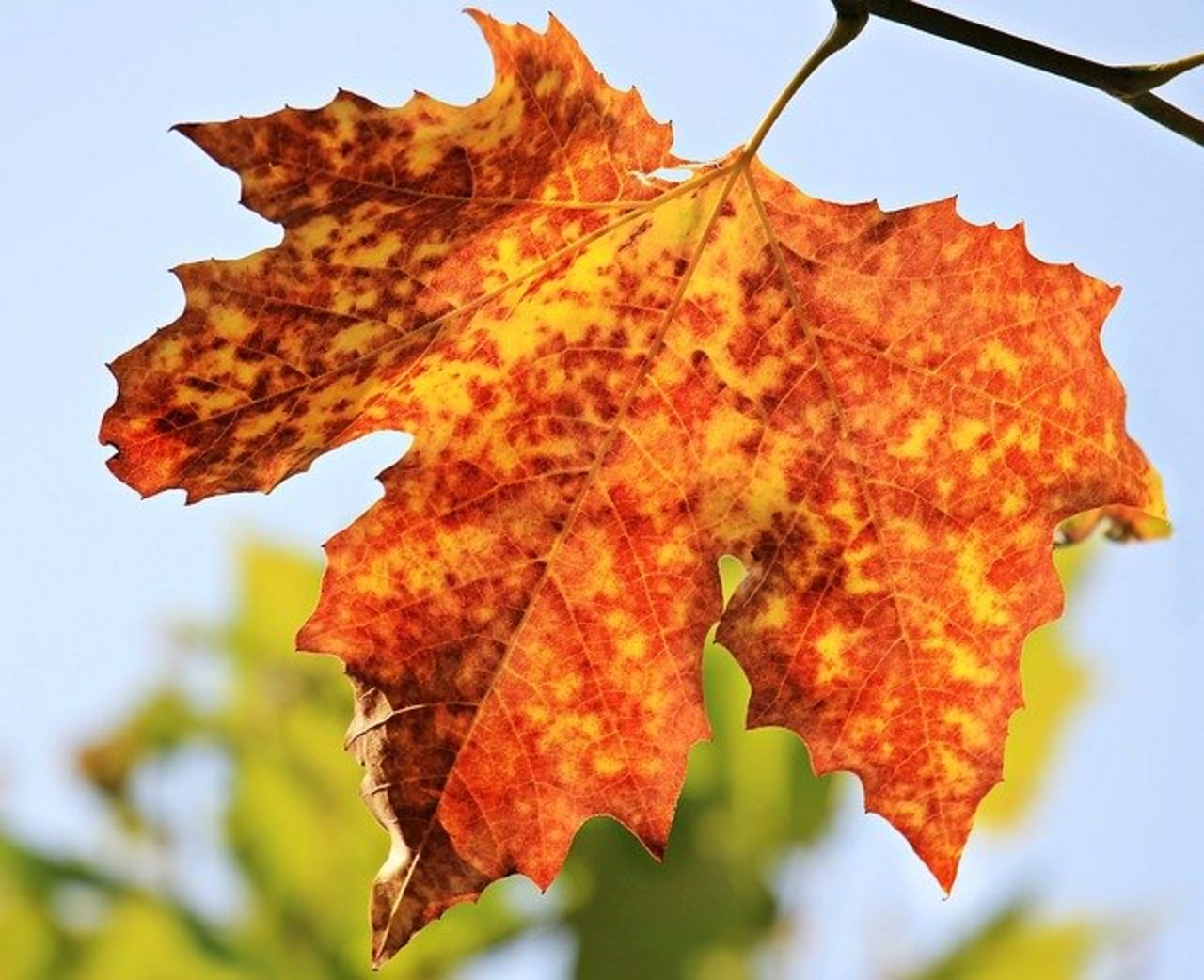 Die Temperatur des Herbstmonats Oktober lag 2019 nur 0,06 Grad unter dem Rekordwert von 2015. (Bild Pixabay)