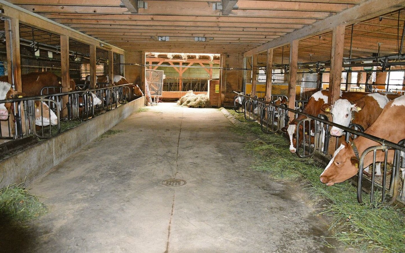 Im Stall stehen vorwiegend SF-Kühe mit viel Substanz. Eine problemlose Kuh mit hohen Gehaltswerten wird angestrebt.