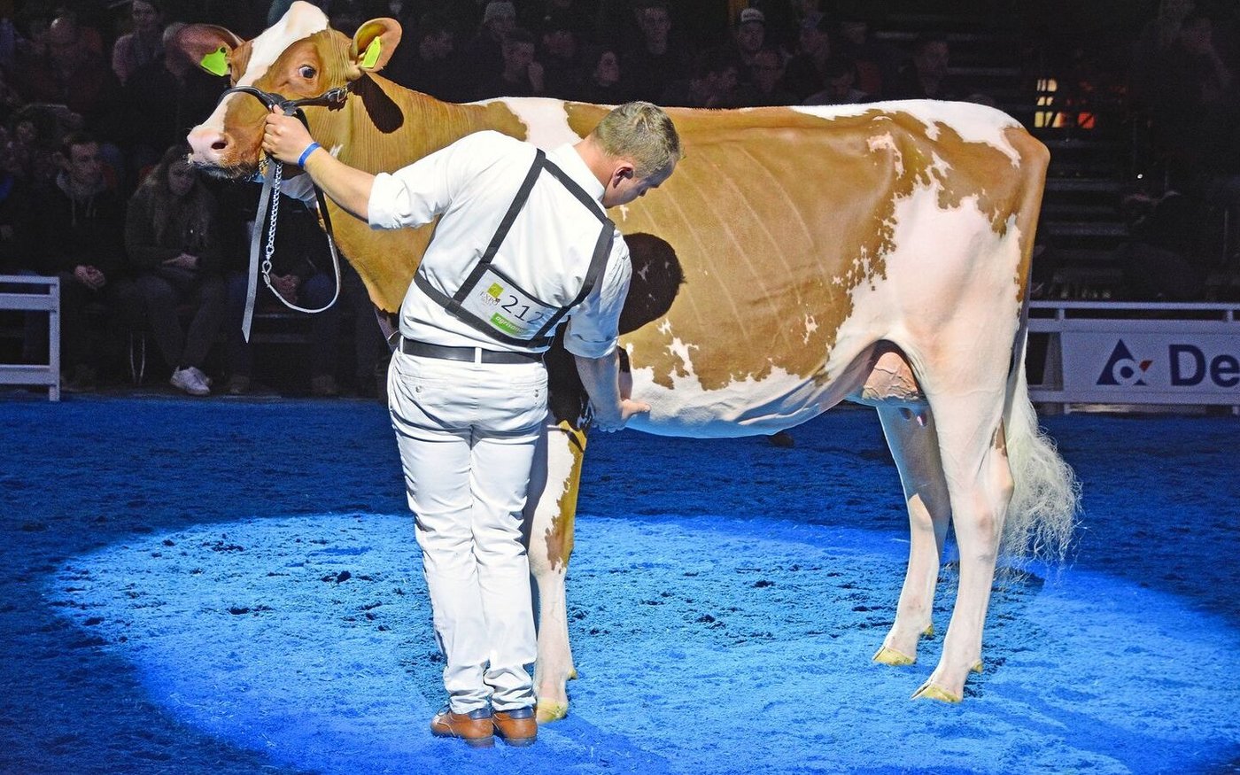 Sie siegte bei den jüngsten RH-Kühen und wurde Reserve-Junior-Championne: Läderach's Tower Petretta von Hans Läderach, Worb.