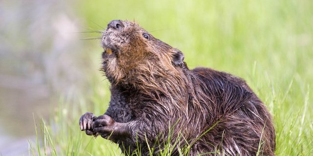Der Biber gestaltet sich seinen Lebensraum selbst. Das führt zu Konflikten. (pd) 
