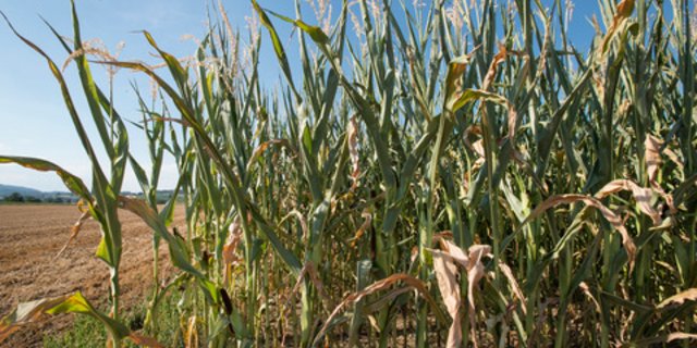 Laut einer Umfrage des SBV vom Jahr 2018 wünschen sich die Befragten eine Ausweitung des GMF-Programms bezüglich Mais oder die Beschränkung des ausländischen Raufutters. (Bild Gabriela Brändle, Agroscope)