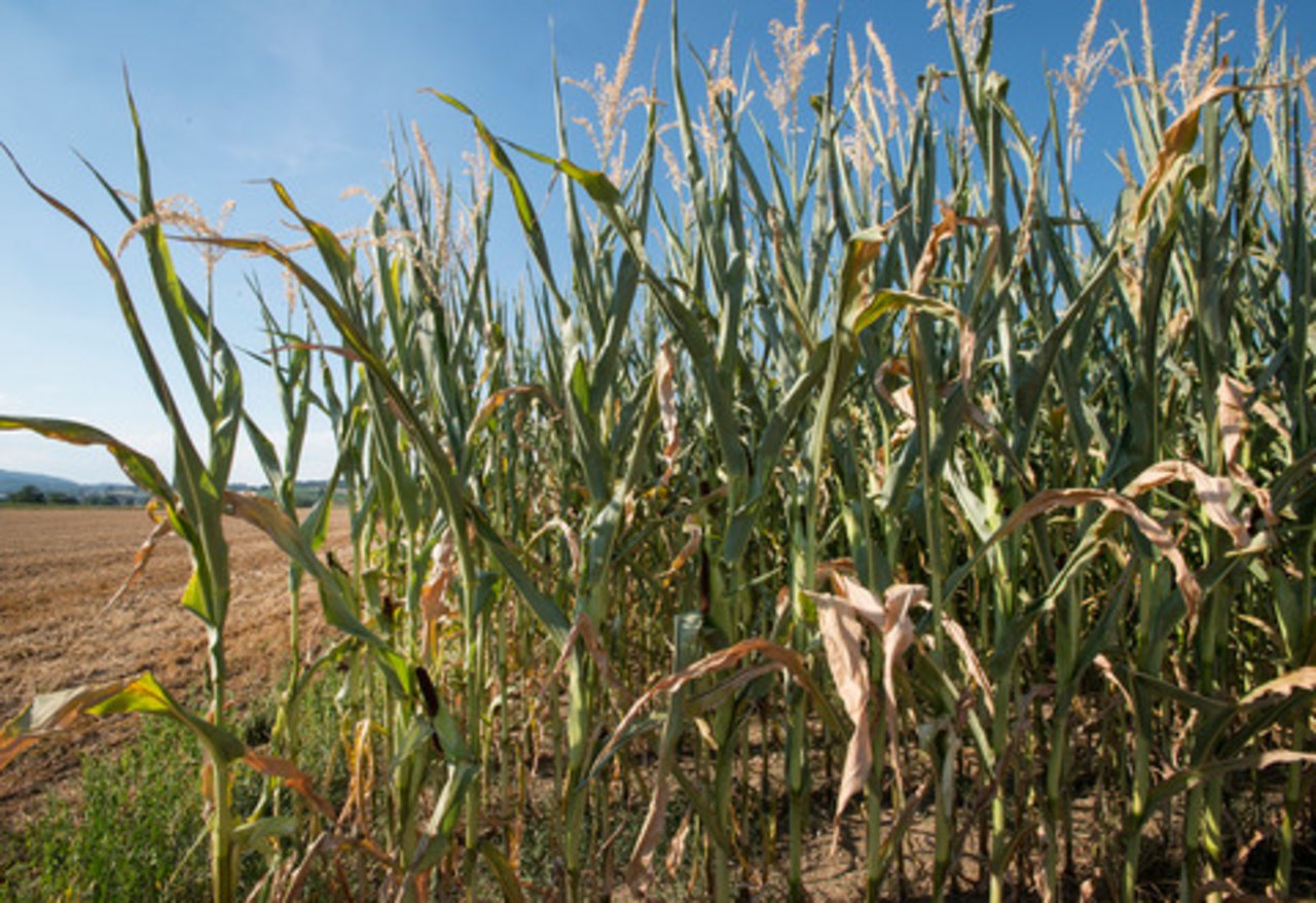 Laut einer Umfrage des SBV vom Jahr 2018 wünschen sich die Befragten eine Ausweitung des GMF-Programms bezüglich Mais oder die Beschränkung des ausländischen Raufutters. (Bild Gabriela Brändle, Agroscope)