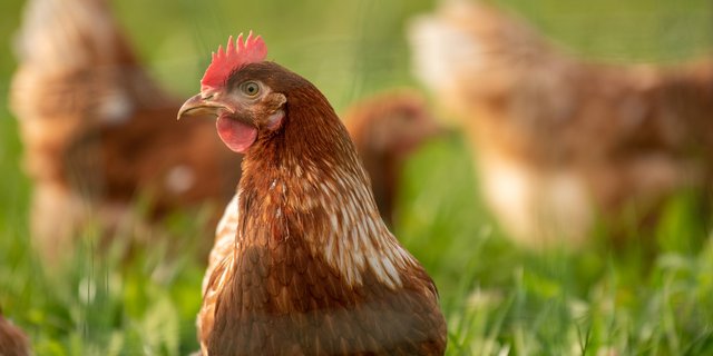 Nur 5,7 Millionen der 72,3 Millionen Hühner, die pro Jahr geschlachtet werden, stammen von einem Label- oder Bio-Betrieb, so Sentience Politics. Der Verein sieht den Detailhandel in den Pflicht, um diesen Anteil zu vergrössern. (Bild Pixabay)