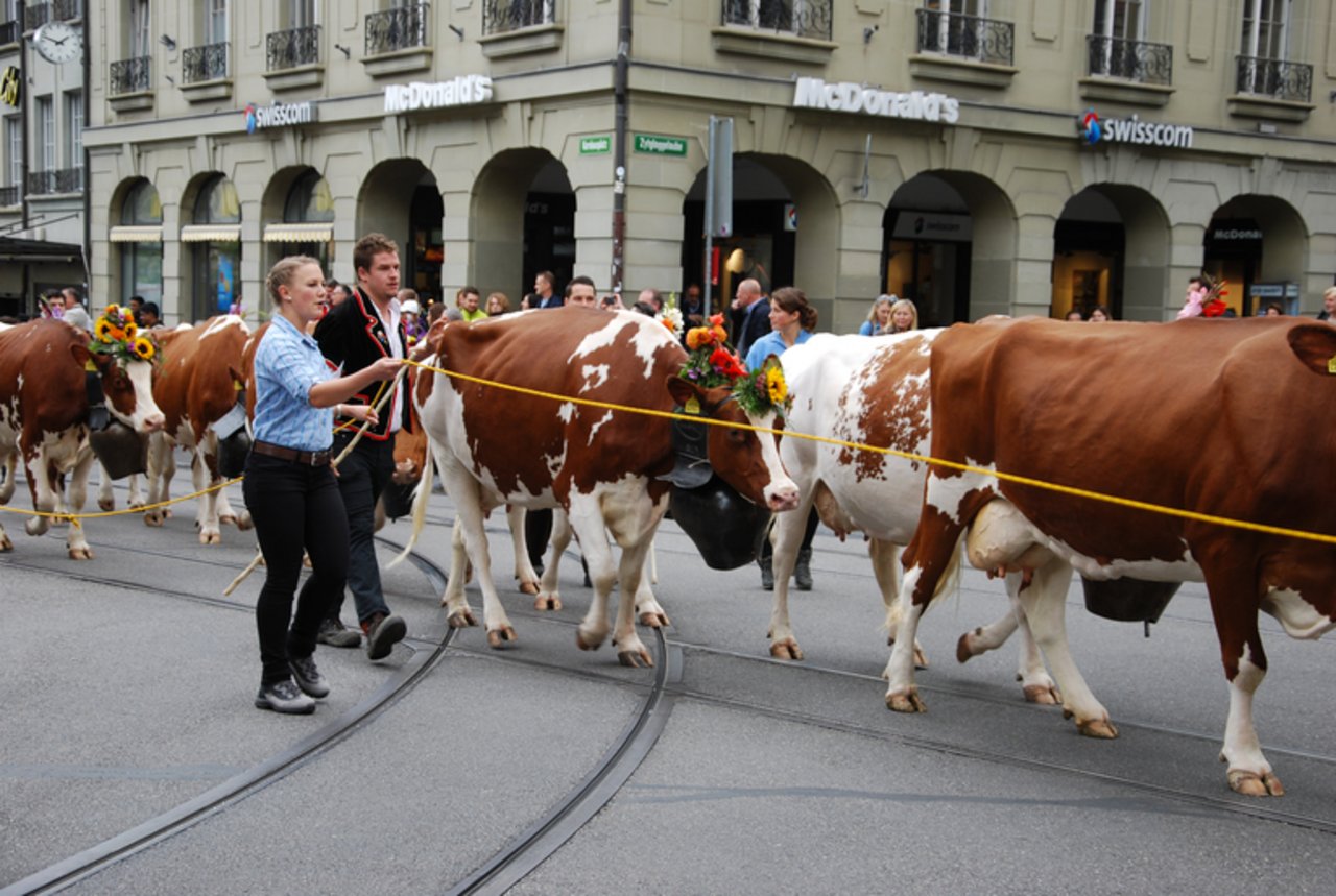 Kühe mitten in der Stadt Bern. (Berner Bauern Verband)