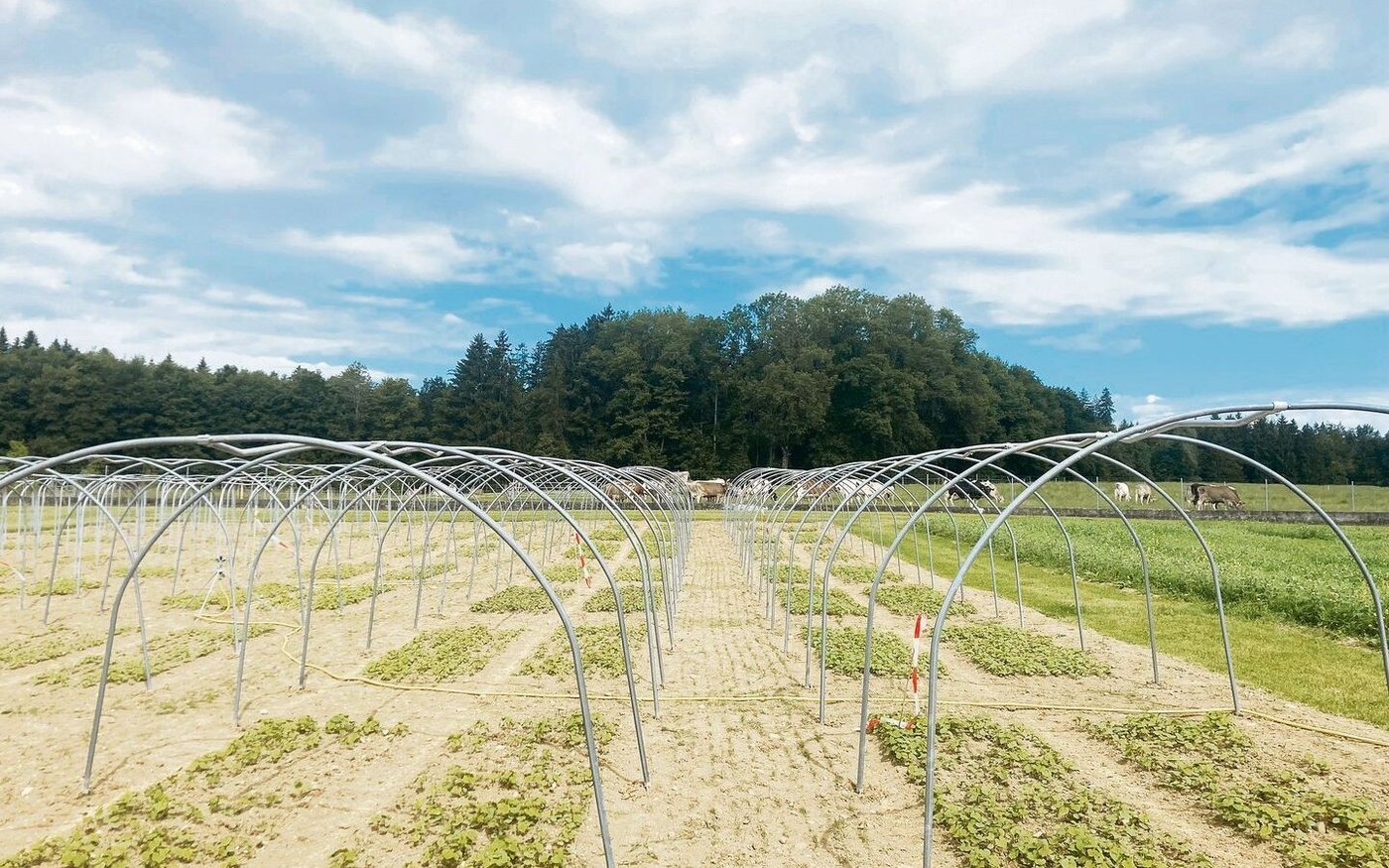 An der ETH Zürich wachsen verschiedene Buchweizensorten im Freilandversuch.
