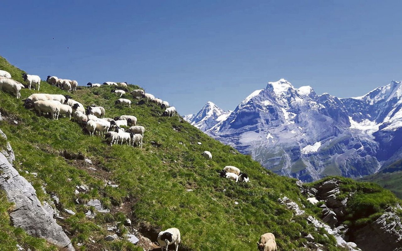 Die Dorper-Schafe werden im Sefinental unter dem Schilthorn gesömmert. 