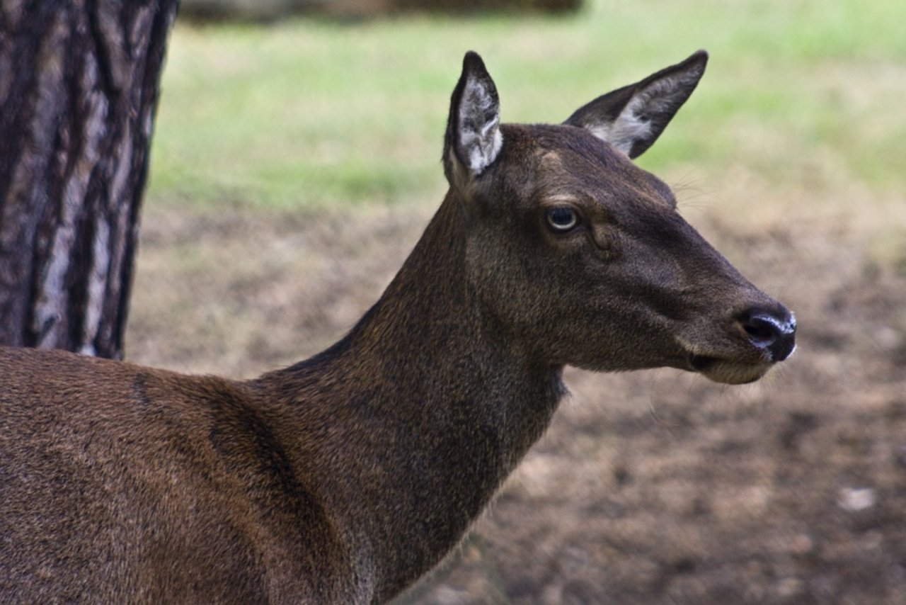 Vor allem ältere weibliche Rothirsche haben verschiedene Tricks auf Lager, um Jägern aus dem Weg zu gehen. (Bild Pixabay) 