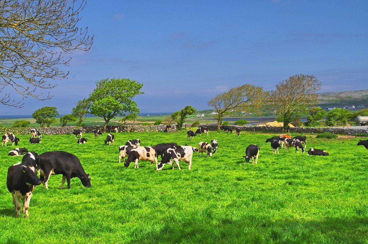 Milchkühe in Irland. (Bild Pixabay)