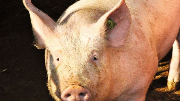 Ein aktuelles FiBL-Beratungsprojekt untersucht das optimale Vorgehen bei der Hoftötung von Schweinen und Kleinwiederkäuern.