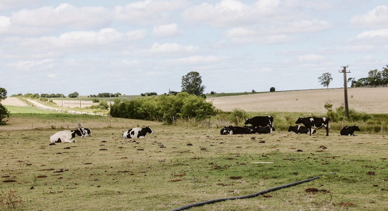 Mit knapp 80 Milchkühen ist Carlos Hodel in Uruguay ein Kleinbauer. Wie seine Kollegen in der Schweiz hofft er auf bessere Preise.