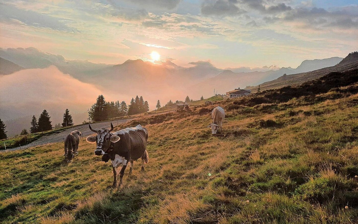 Magisches Gegenlicht: Solche unglaublichen Morgenstimmungen bieten sich uns auf der Alp Valpun. 