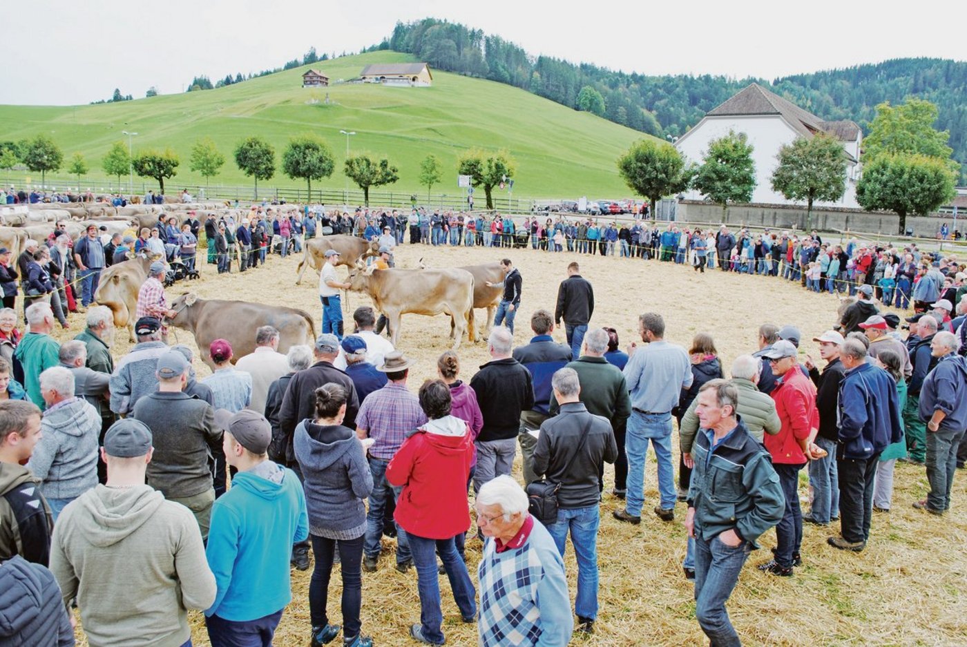 Grosszügiger Ring auf dem Schauplatz Einsiedeln. Das ermöglichte den Experten, vor viel Publikum viele Tiere für die Spezialwettbewerbe zu berücksichtigen. (Bilder Franz Philipp)