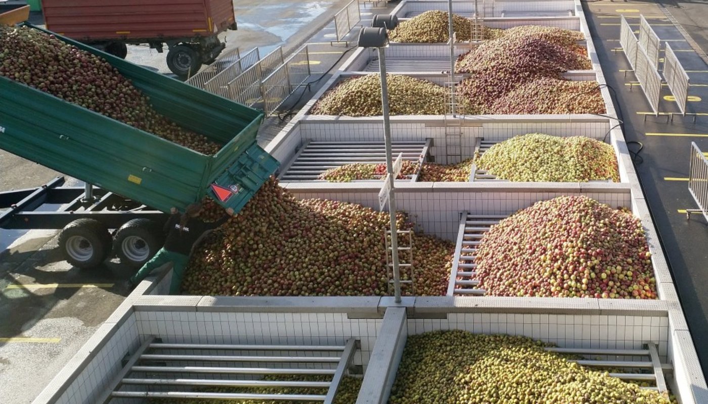 Der SOV erwartet rund 80'000 Tonnen Mostobst für die Ernte 2020. (Bild SOV)