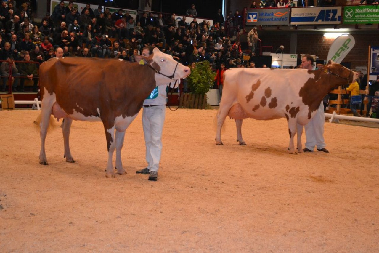  Die zwei exportierten Schweizerkühe dominierten die Red Holsteinschau: Links die Junior Champion Ptit Coeur Adventure Nature vom Betrieb Uhrig aus Sulzbach und rechts die Senior Champion Rustler Nikita vom Betrieb Hauck in Gemünden.