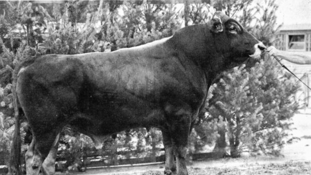 Der BS-Stier Beautician: Er war damals der Stier, wie es heute Blooming ist. Er hinterliess sehr schöne Kühe. 