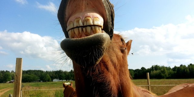 Ein- bis zweimal im Jahr sollten die Zähne beim Pferd untersucht werden. (Bild Pixabay)