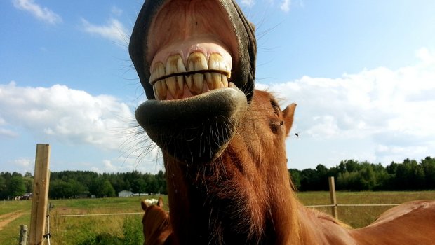 Ein- bis zweimal im Jahr sollten die Zähne beim Pferd untersucht werden. (Bild Pixabay)