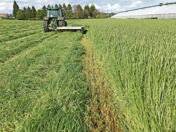 Tagebuch: Den Zeitpunkt fürs Mähen gerade noch rechtzeitig erwischt Mit dem integrierten Aufbereiter am Mähwerk wird die Anwelkzeit verringert – besonders bei feuchtem Wetter nützlich. (Bild Lukas Streit)