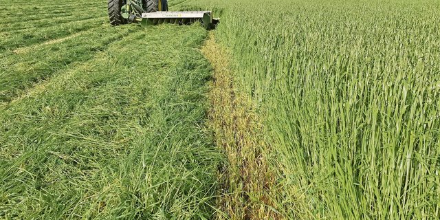 Mit dem integrierten Aufbereiter am Mähwerk wird die Anwelkzeit verringert – besonders bei feuchtem Wetter nützlich. (Bild Lukas Streit)