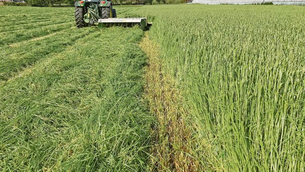 Tagebuch: Den Zeitpunkt fürs Mähen gerade noch rechtzeitig erwischt Mit dem integrierten Aufbereiter am Mähwerk wird die Anwelkzeit verringert – besonders bei feuchtem Wetter nützlich. (Bild Lukas Streit)