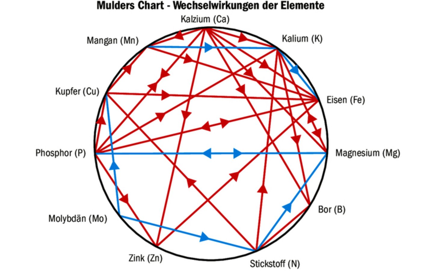 Jeder Mangel wird durch einen Überschuss verursacht: Das ist der Leitspruch der «Mulders Chart». Die roten Pfeile sind Antagonisten. Sie zeigen die reduzierte Aufnahme verdrängter Nährstoffe an. Die blauen Pfeile sind Stimulatoren.