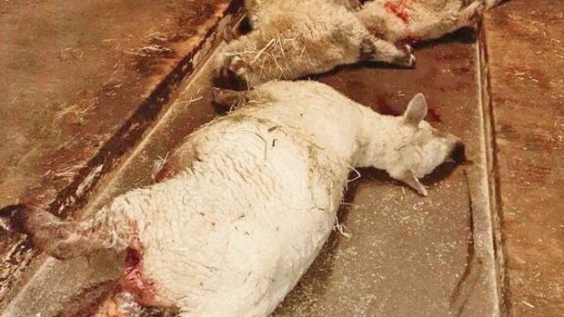 Zwei Schafe hat der Zwei Schafe hat der Wolf gerissen, ein weiteres musste wegen den schweren Verletzungen eingeschläfert werden.