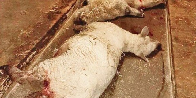 Zwei Schafe hat der Wolf gerissen, ein weiteres musste wegen den schweren Verletzungen eingeschläfert werden.