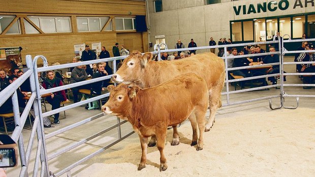 Die 3-jährige Limousin-Kuh Pipa vom Züchter Walter Meyer aus Kirchlindach wurde samt 10-monatiger Tochter für 6300 Franken verkauft.