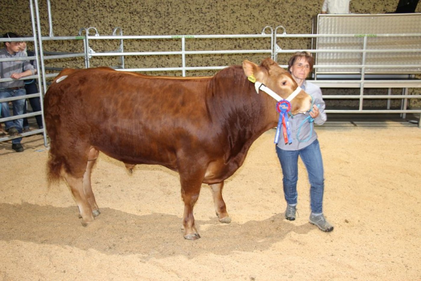 Teuerster Limousin-Stier des Abends wurde Galliker’s Ferrari mit Abstammung vom französischen formatstarken Stier Palace. Der extrem stark bemuskelte Limousin-Stier war beurteilt mit 92 im Format, 96 in der Bemuskelung, 91 im Fundament und 93 in der Synthese. Er galt an der Auktion 5700 Franken. 