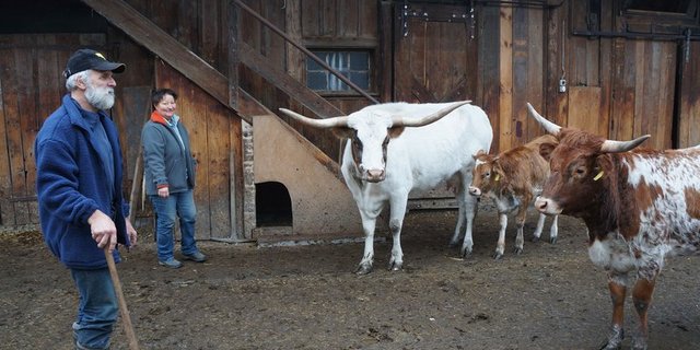 Halten Texas Longhorns als Hobby: Therese und Peter Kuster. (Bilder Martin Brunner)