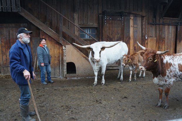 Halten Texas Longhorns als Hobby: Therese und Peter Kuster. (Bilder Martin Brunner)