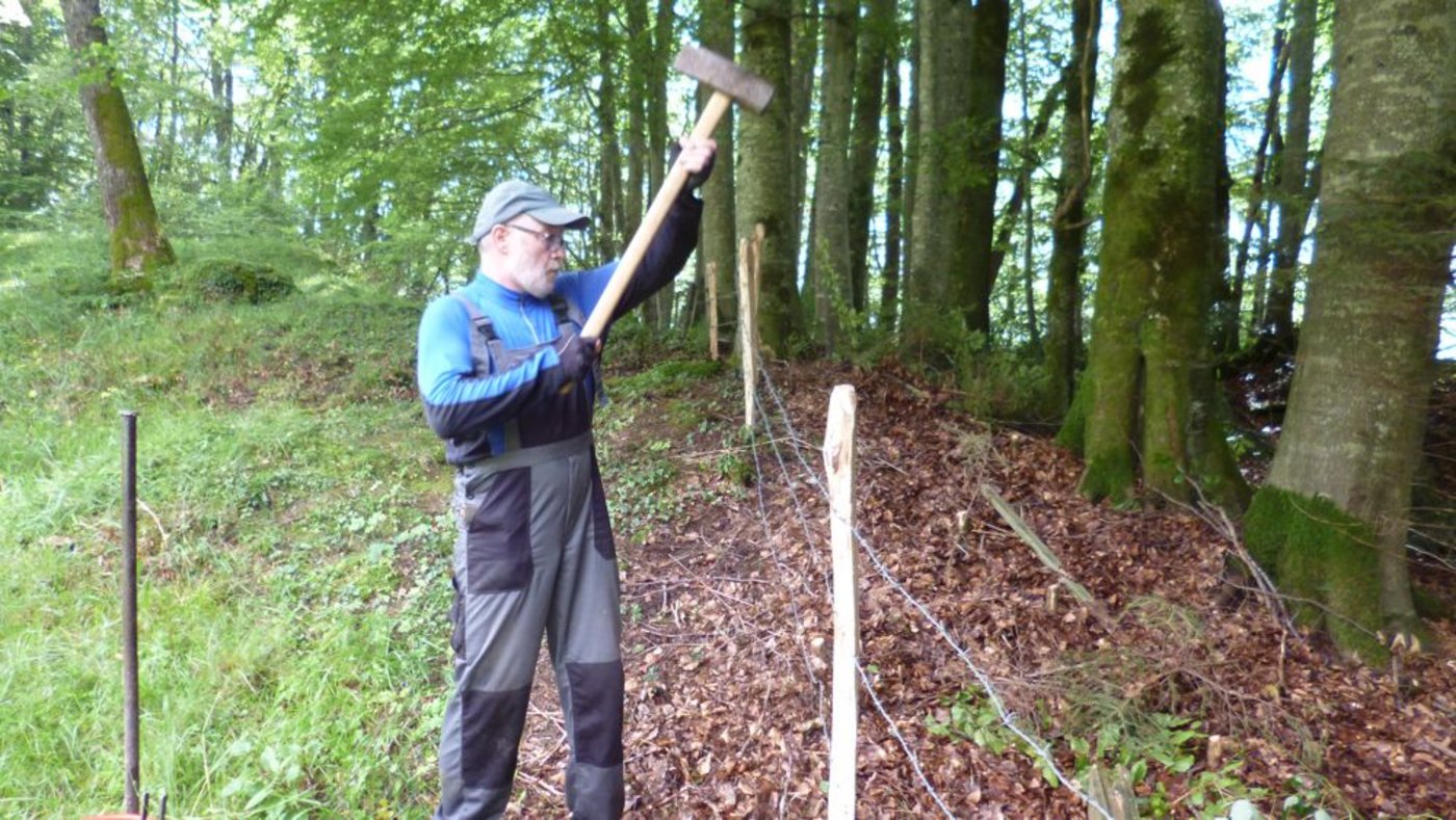... beim Zäunen. Er  will (und darf) nächstes Jahr wiederkommen.