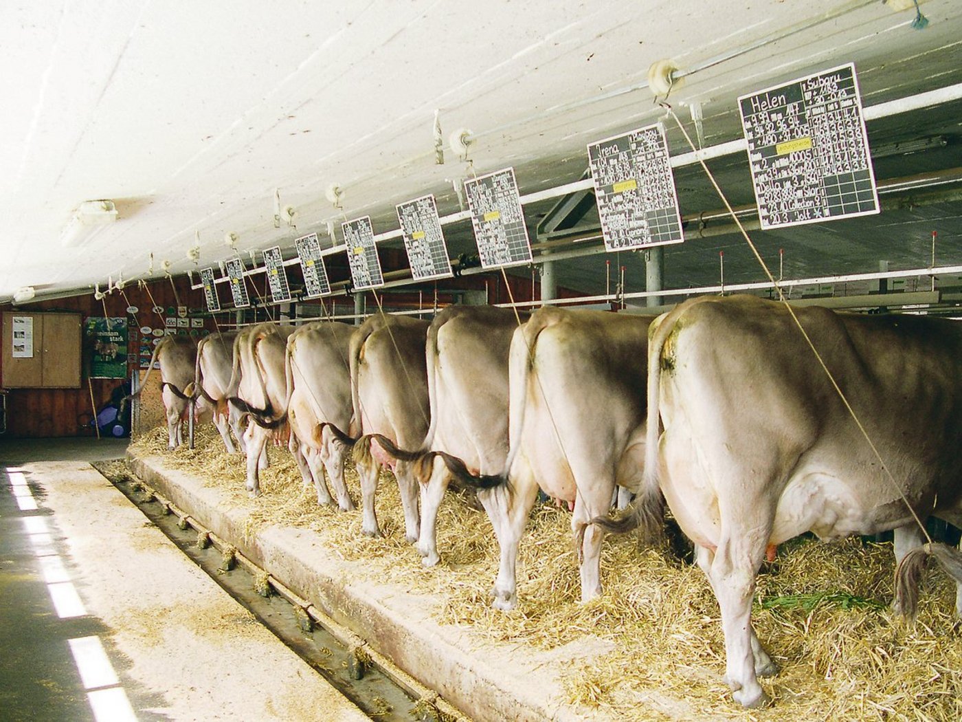 Bei Kühen im Anbindestall gelten besondere Regeln betreffend Auslauf. (Bild pf)