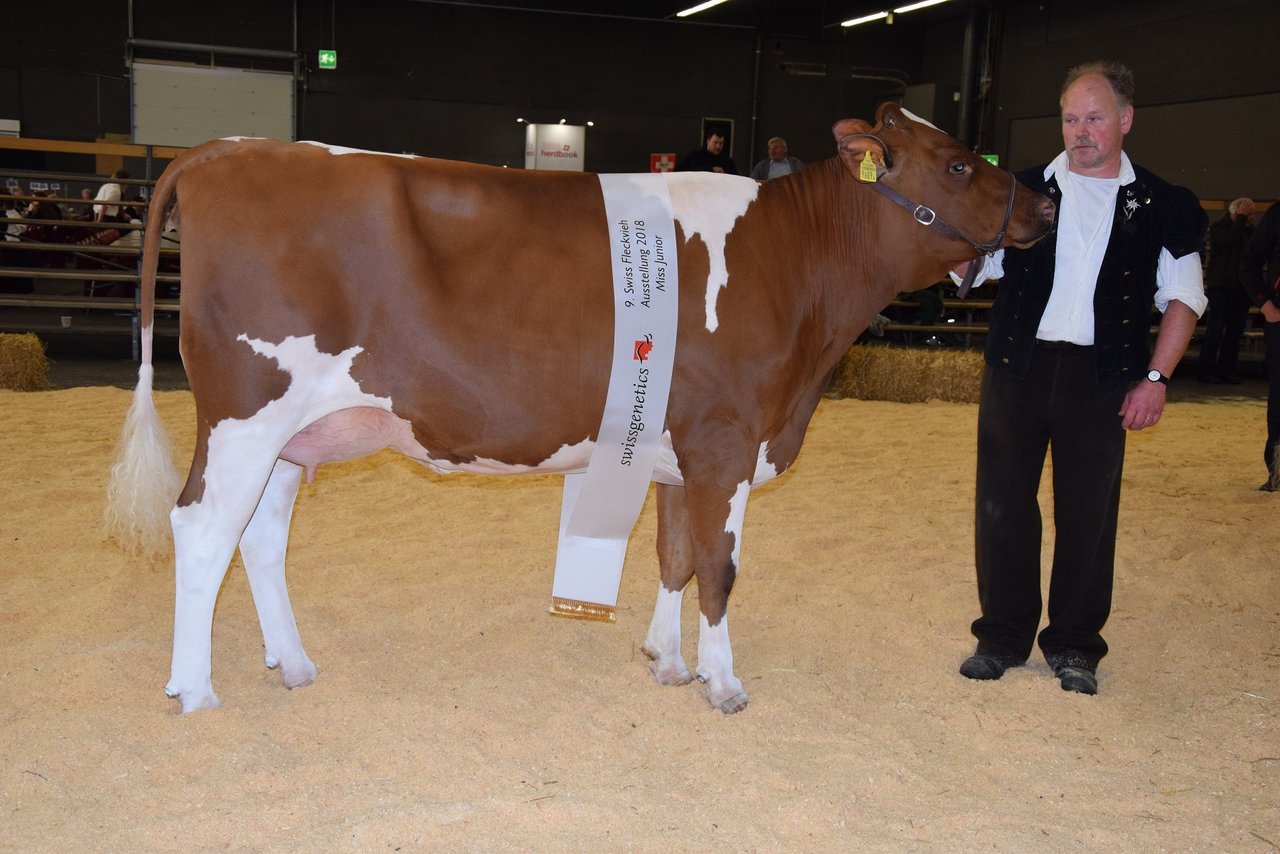 Junior Miss wurde die sehr korrekte Hausers Odyssey Flavia von Hansruedi Hauser aus Lanzenhäusern BE.