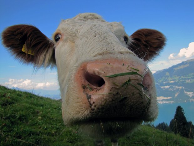 Damit die Aussichten wieder besser werden, soll die Milchwirtschaft über die nächste Agrarpolitik gestärkt werden, fordert die Branchenorganisation Milch. (Bild Pixabay)