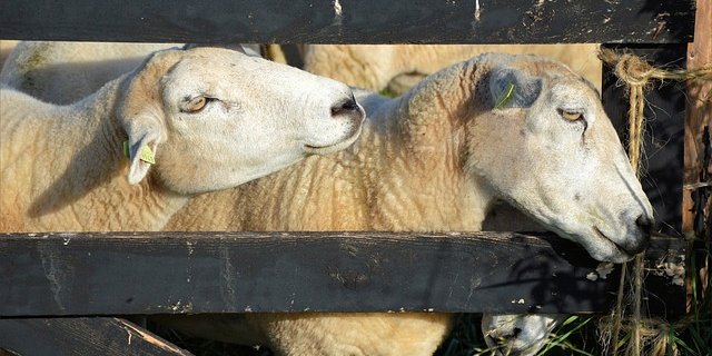 Die zehnjährige Übergangsfrist für die neuen Anforderungen zur Haltung von Schafen und Ziegen läuft am 31. August 2018 ab. (Bild Pixabay)