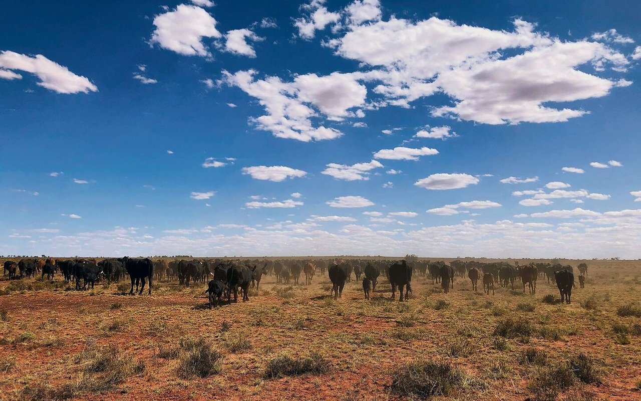 Anfang Februar stiegen die Temperaturen in Australien teils über 40 Grad. Es sind lange, staubige und heisse Tage für die, die auf den Rinderfarmen arbeiten.